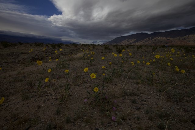Desert Blooms in a Stormy Sky
