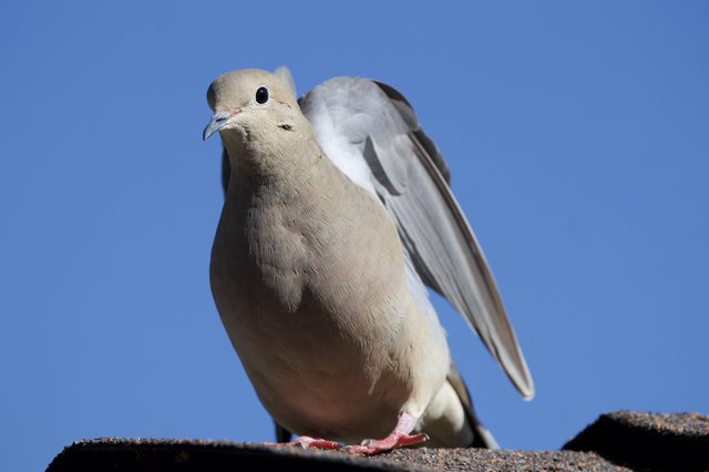 Eurasian Collared Dove Preening Wing Against Clear Sky