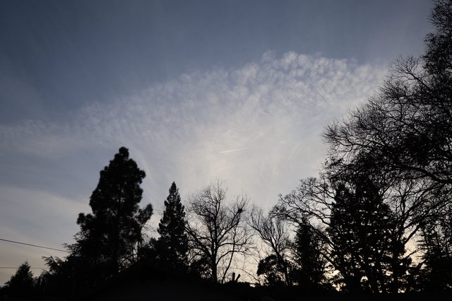 Silhouetted Trees Against Evening Sky with Clouds