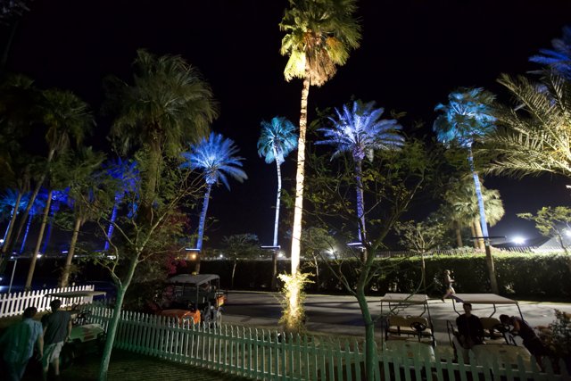 Illuminated Palm Tree