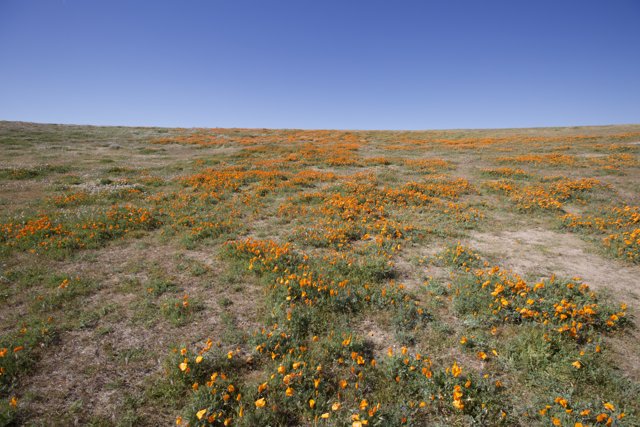 Golden California Poppies in the Mojave Desert