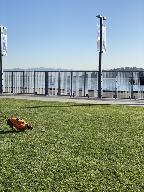 A Dog's Playtime at Pier 27