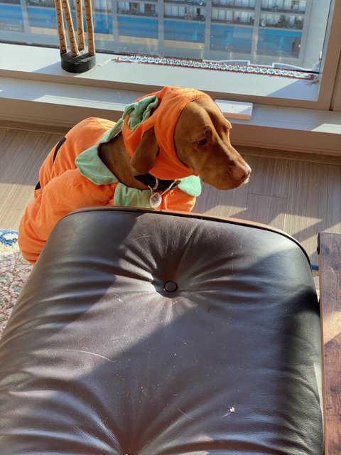 Canine Costume Party on a Chair!