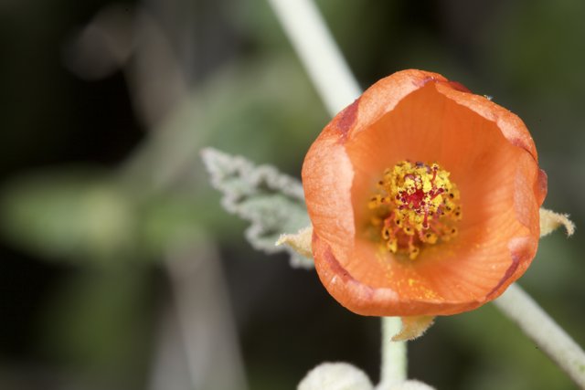 Vivid Orange Blossom