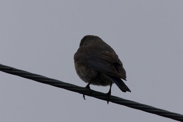 A Contemplative Perch