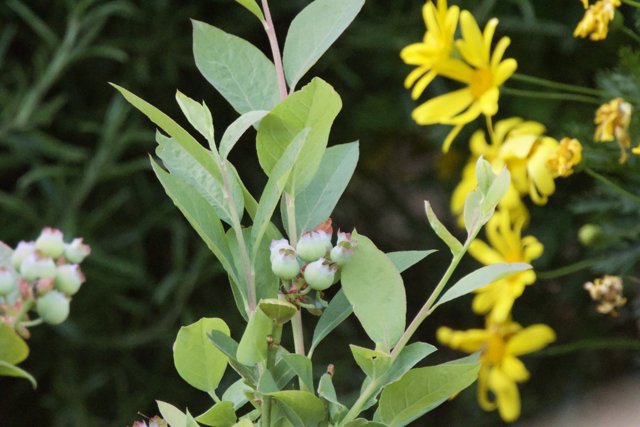 Nature's Bounty: A Glimpse of Springtime Growth