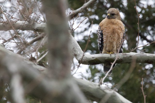 Red-Shouldered Hawk Perched in Winter Trees
