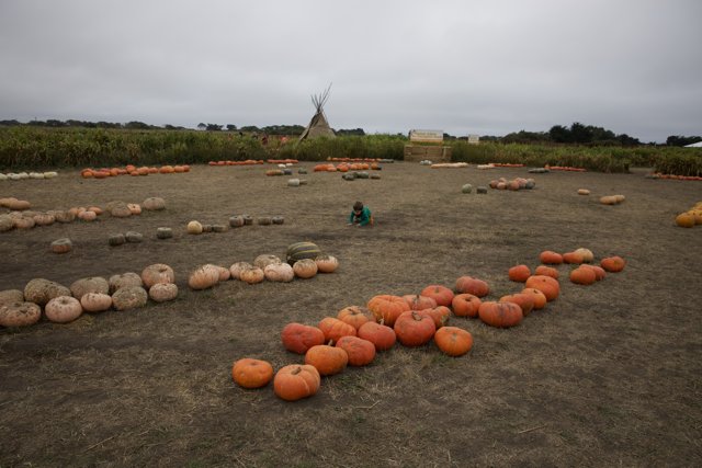 Harvest Moments in Walnut Creek