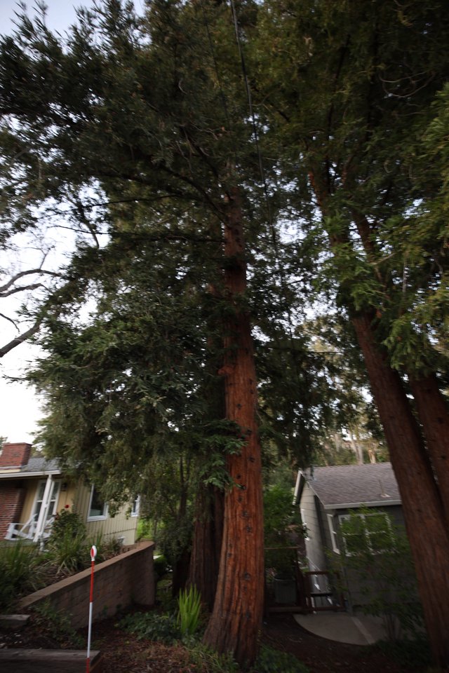 Towering Redwood Trees in Residential Neighborhood