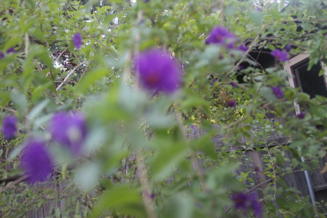 Purple Geraniums Blossoming on Tree Arbor