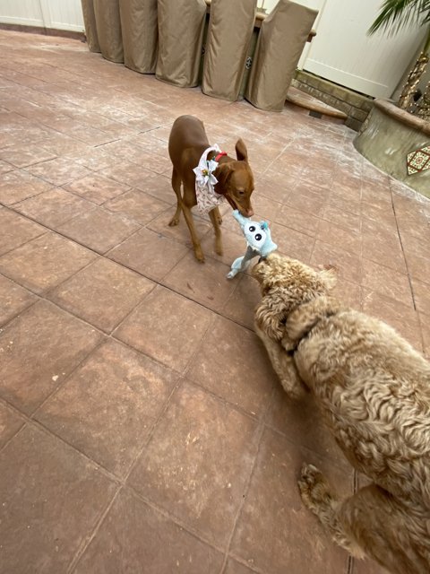 Playtime on the Patio