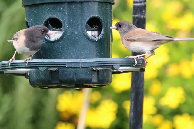 Two Juncos Share a Garden Bird Feeder