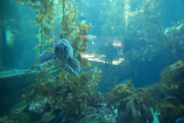 A Majestic Swim Under the Sea: Monterey Bay Aquarium, 2023