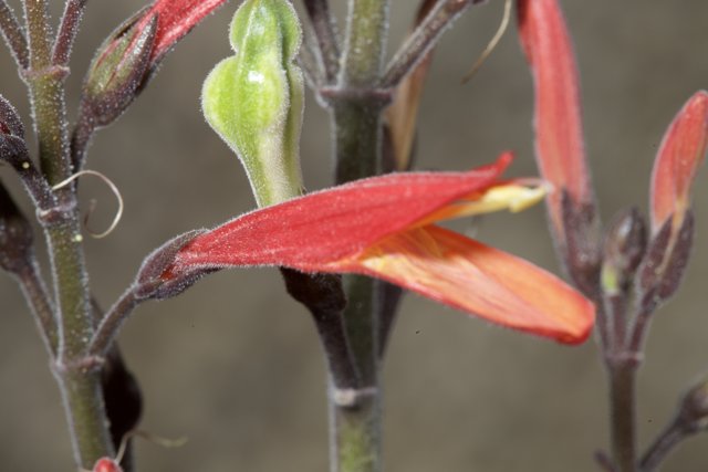Green-Stemmed Flower Close-Up