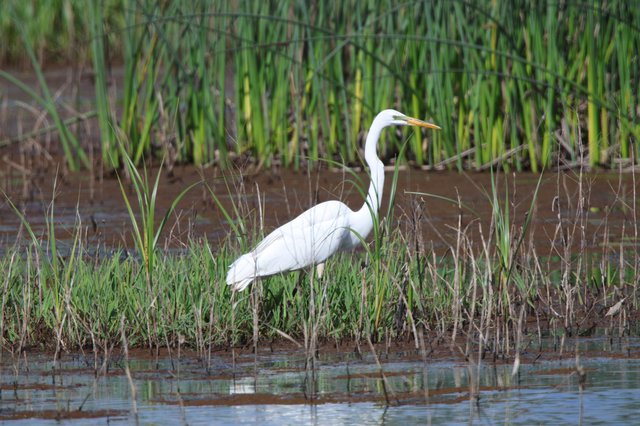 Great Egret Hunting in Wetland Marsh at Dusk