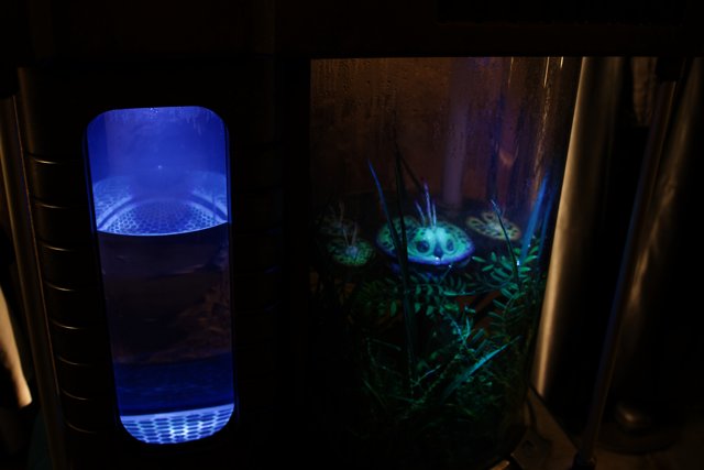 The Illuminated Aquarium