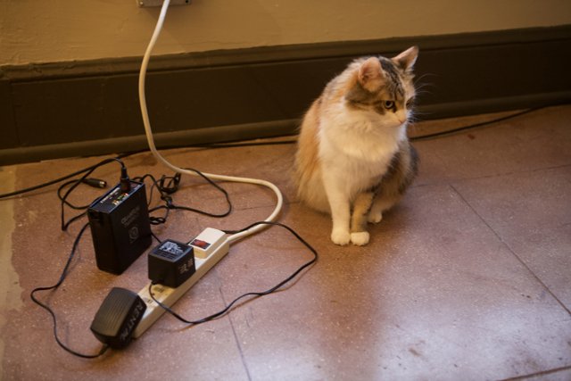 Feline and Electronics Coexist