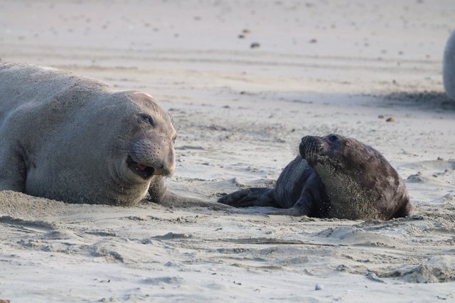 Elephant Seal Mother and Pup at Drakes Beach