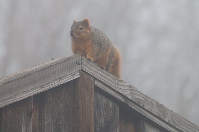 Alert Squirrel Perched on Wooden Fence in Fog