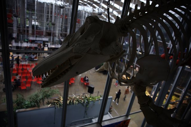 Majestic Dinosaur Skeleton on Display