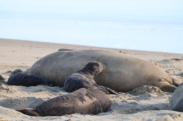 Elephant Seal Mother Nursing Pup on Beach