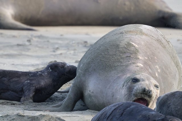 Northern Elephant Seal Mother with Newborn Pup at Beach