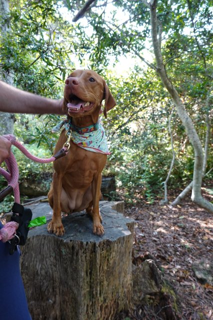Canine Companion on a Stump