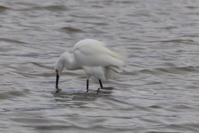 Graceful Hunter in the Bay