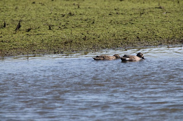 Northern Shoveler Pair Swimming in Wetland Shallows