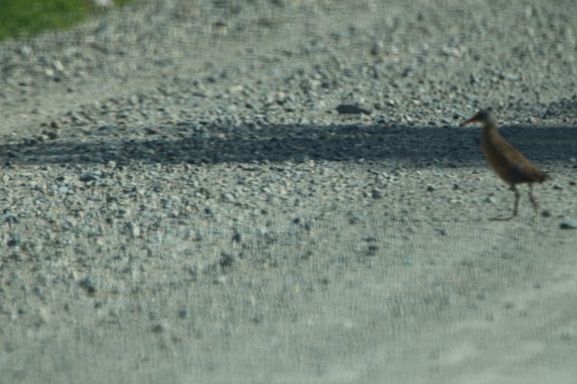 Shorebird Foraging on Gravel Path at Wetlands