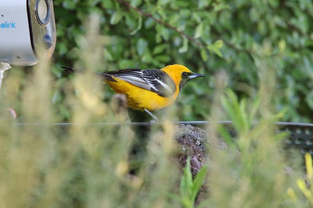 Hooded Oriole at Bird Feeder in Garden Setting