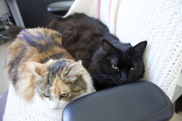 Feline Friends on a Cozy Couch