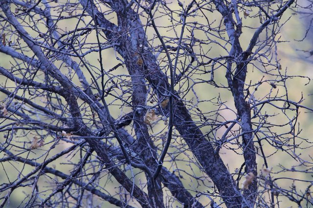 Bare Winter Branches in Cold Twilight