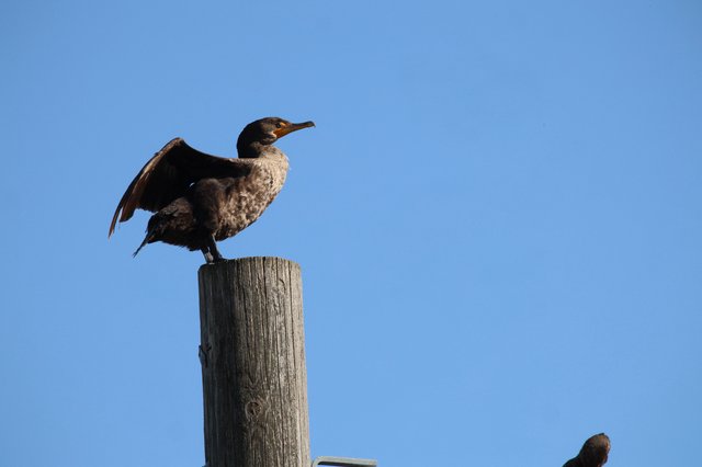 Cormorant Drying Wings on Weathered Wooden Post