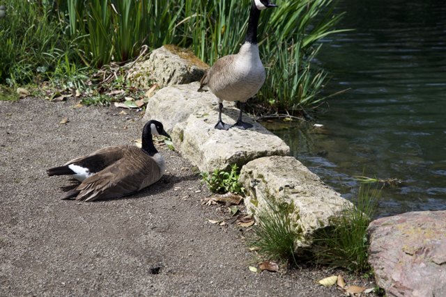Morning Mingling by the Pond