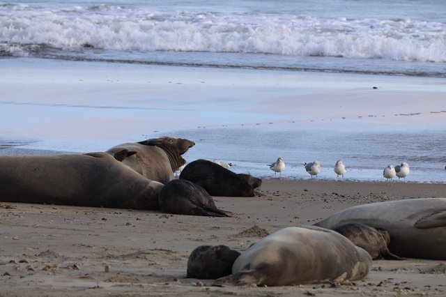 Elephant Seals Resting on Beach with Seagulls