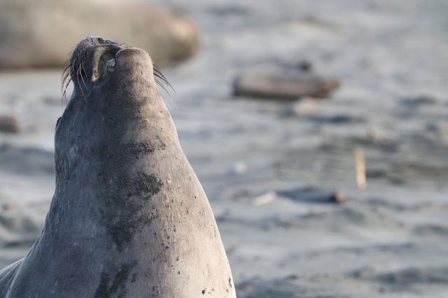 Elephant Seal Pup Looking Skyward at Drakes Beach
