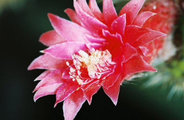 Pink Carnation in Bloom