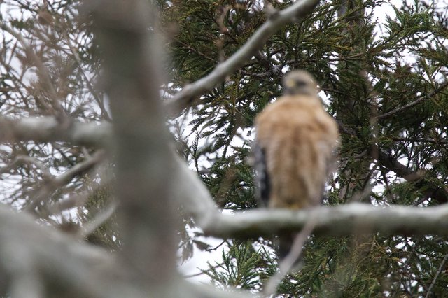 Cooper's Hawk Perched in Snowy Evergreen Branches