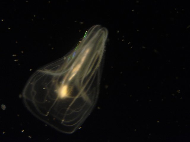 Starlit Jellyfish