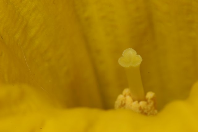 Up Close and Personal with a Yellow Geranium Flower