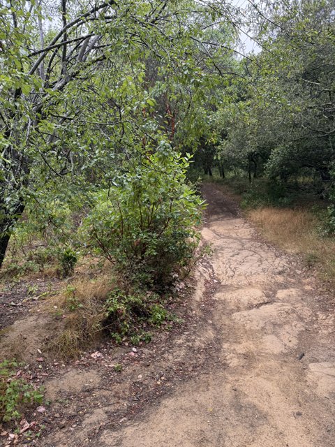 Nature's Quiet Pathway