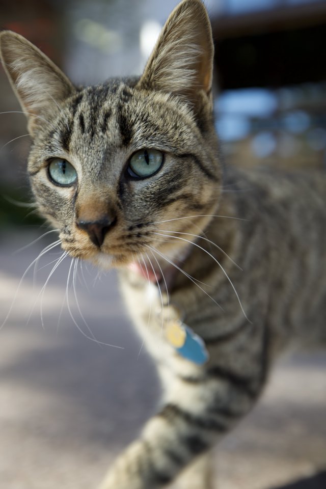 Curious Tabby Kitten with Striking Blue-Green Eyes