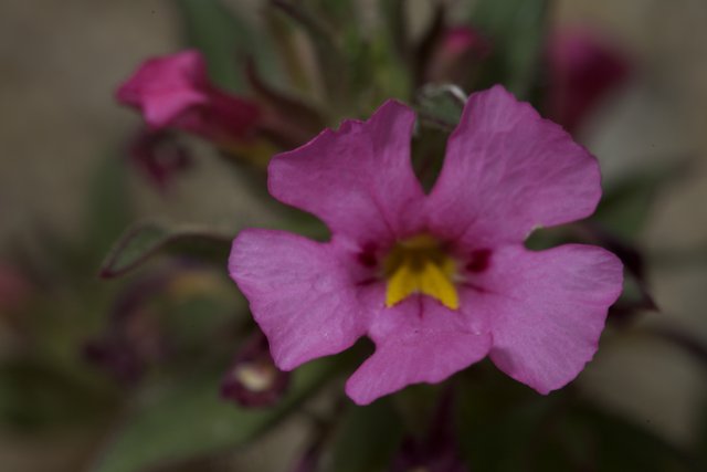 Pink Geranium Flower Close-Up