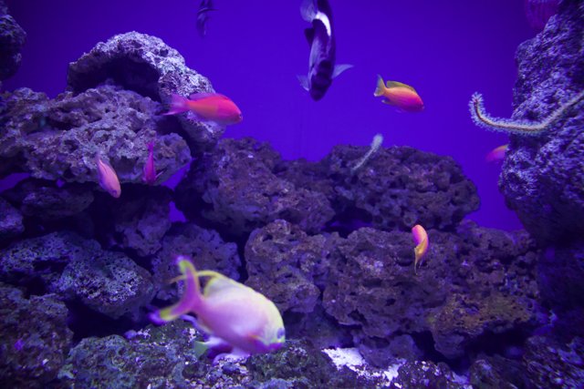 Dazzling Aquatic Life: 2023 Golden Gate Park Aquarium