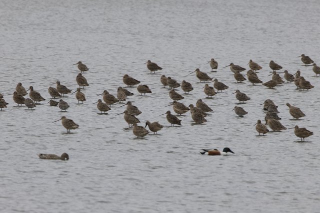 Flock Gathered by the Bay