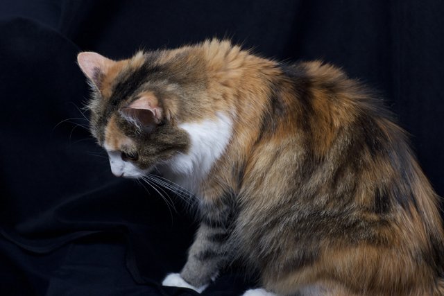 Calico Cat Posing