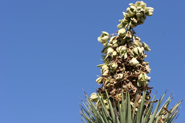 Towering Agave Blossom
