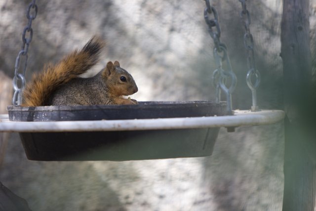 Squirrel Chillaxing in the Bath