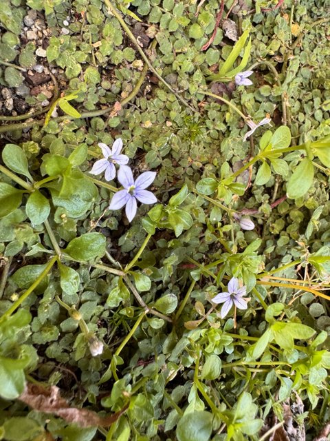 Spring Delicacy: Pale Petals Amongst Verdant Growth